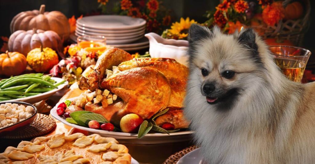 thanksgiving foods and a dog