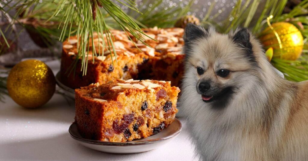 dog looking to eat Christmas fruit cake