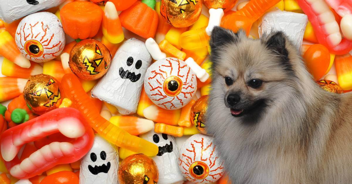 dog and halloween candy