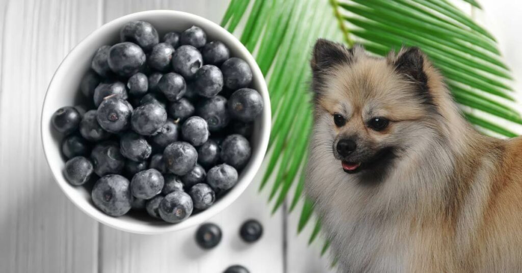 dog and acai berries in a bowl with a leaf