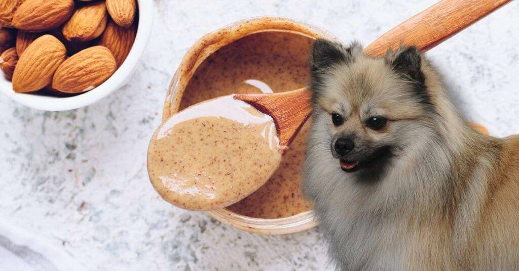 raw almonds and almond butter in a bowl and a dog