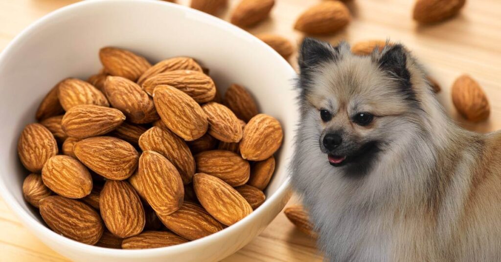 dog and raw almonds in a white bowl