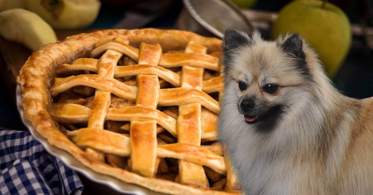 dog looking at homemade apple pie