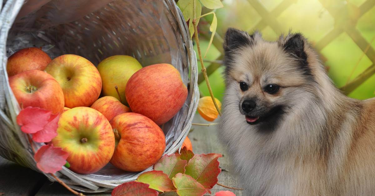 dog looking at apples in a basket with fall leaves