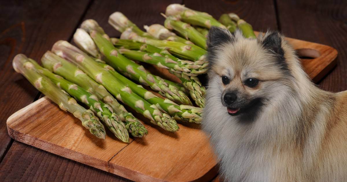 Asparagus on a wooden board and a dog