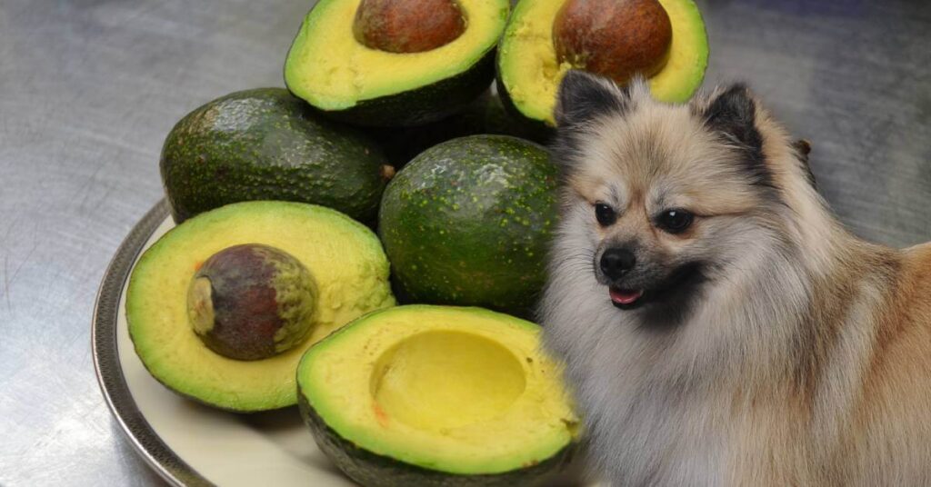 dog and avocado halves and whole avocados