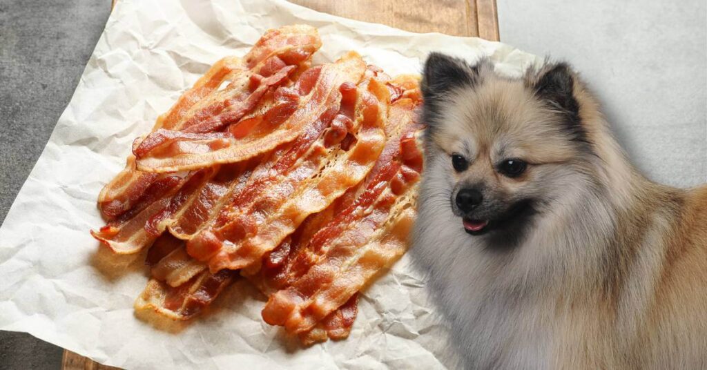 fried bacon on a white napkin and a dog