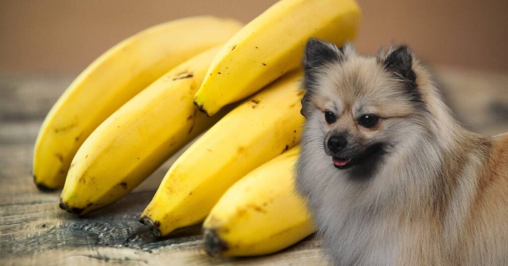 dog and bananas on a wooden table