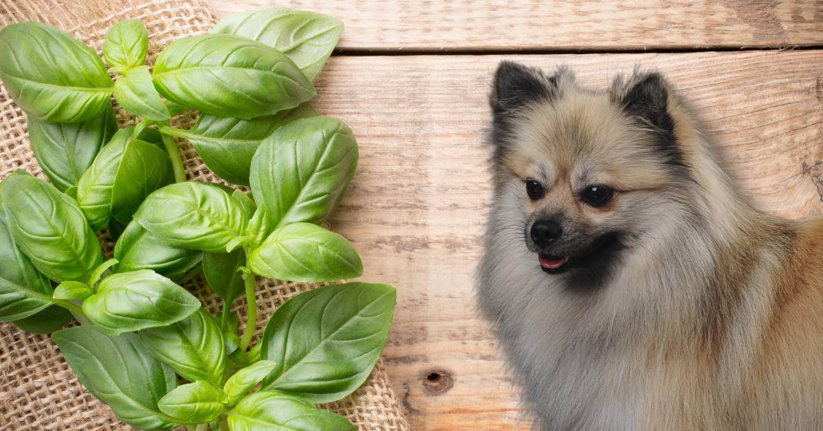 dog looking at basil leaves to eat