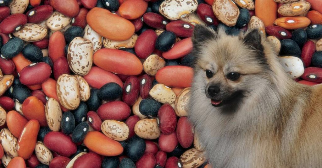 dog and different types of beans