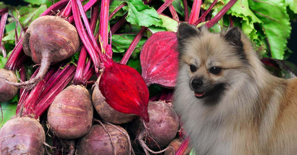 beets and cut beet and dog