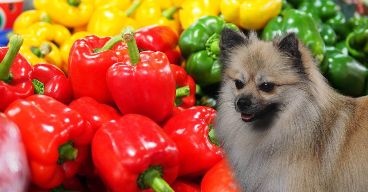 dog and red, yellow and green bell peppers