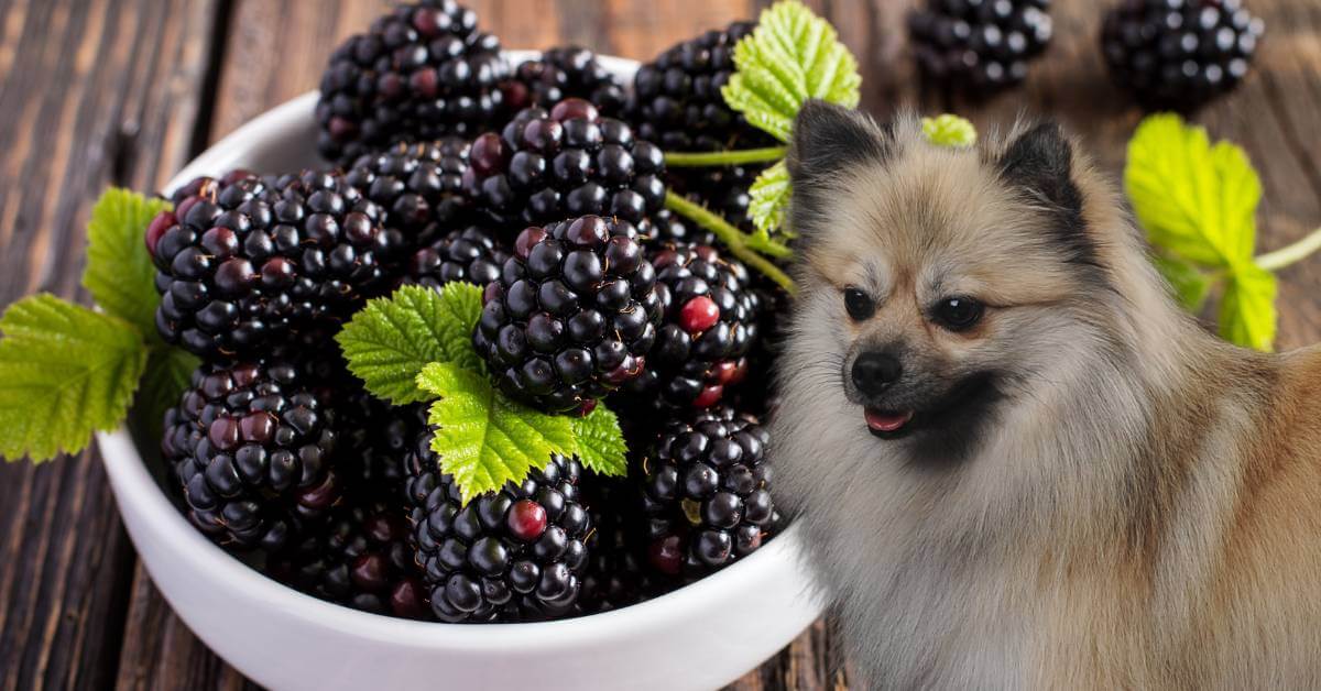 dog looking at blackberries in a bowl