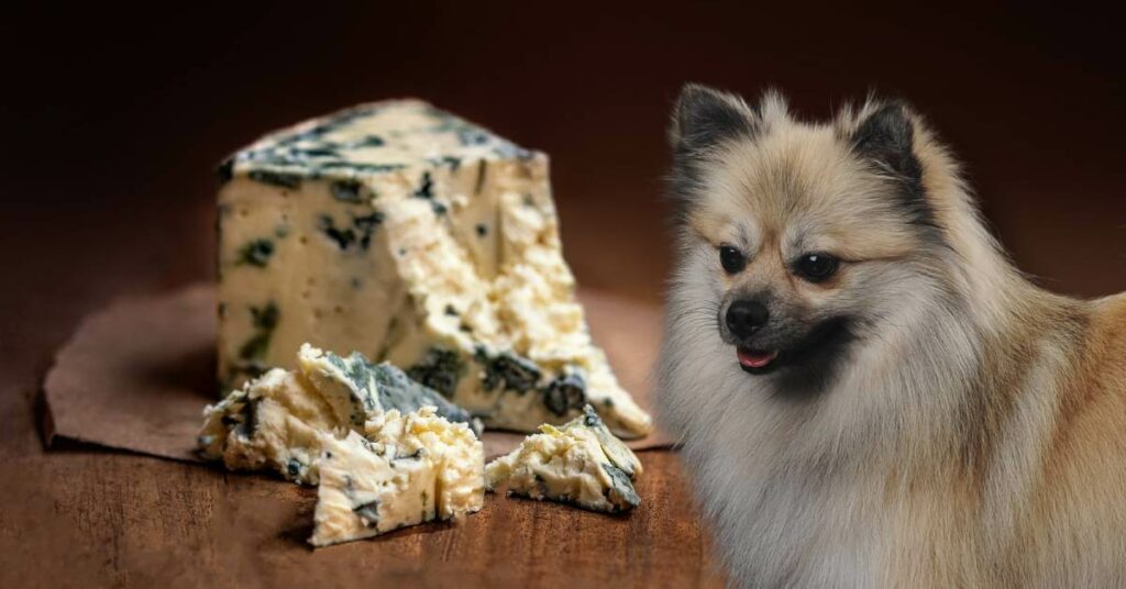 dog and blue cheese on a wooden table