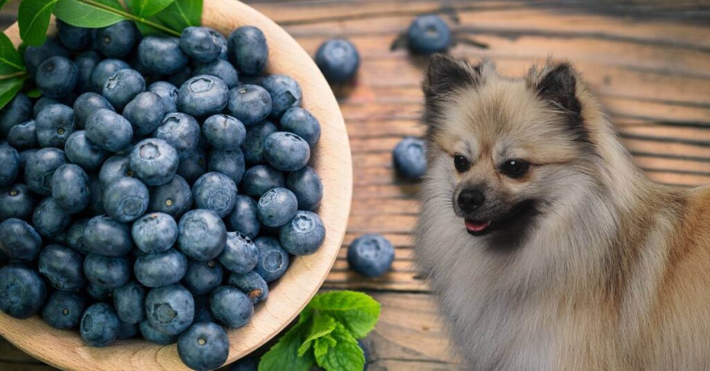 dog and fresh blueberries in a bowl