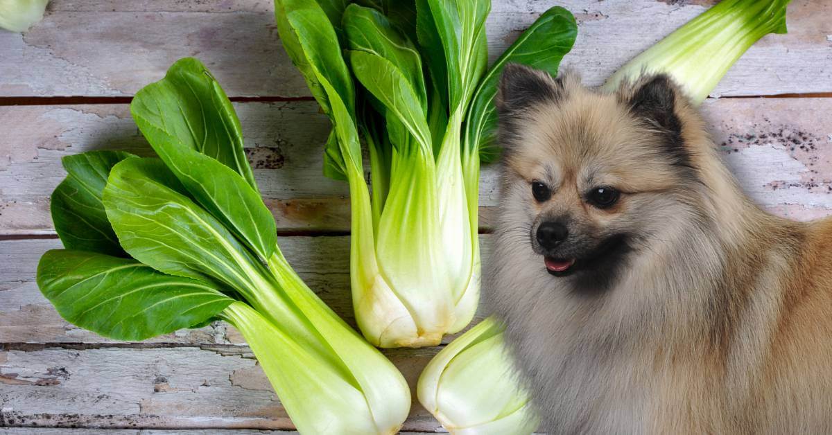 bok choy and dog