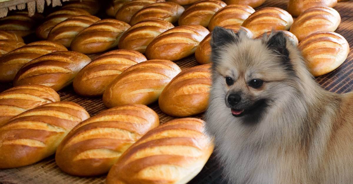 dog and white baked bread