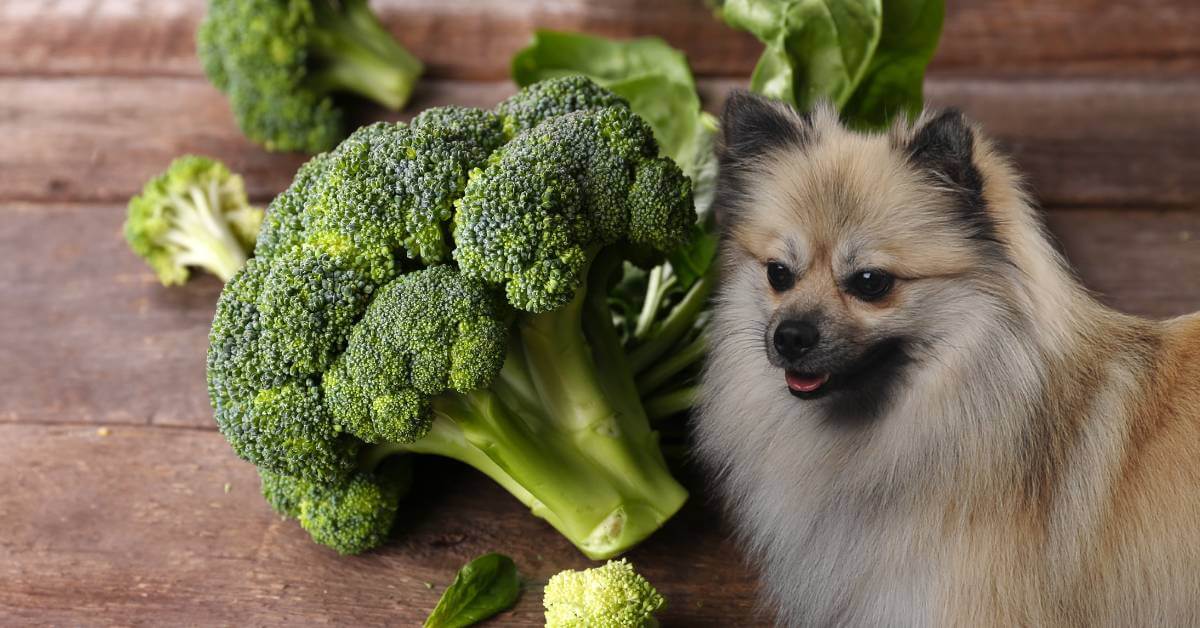 dog and broccoli