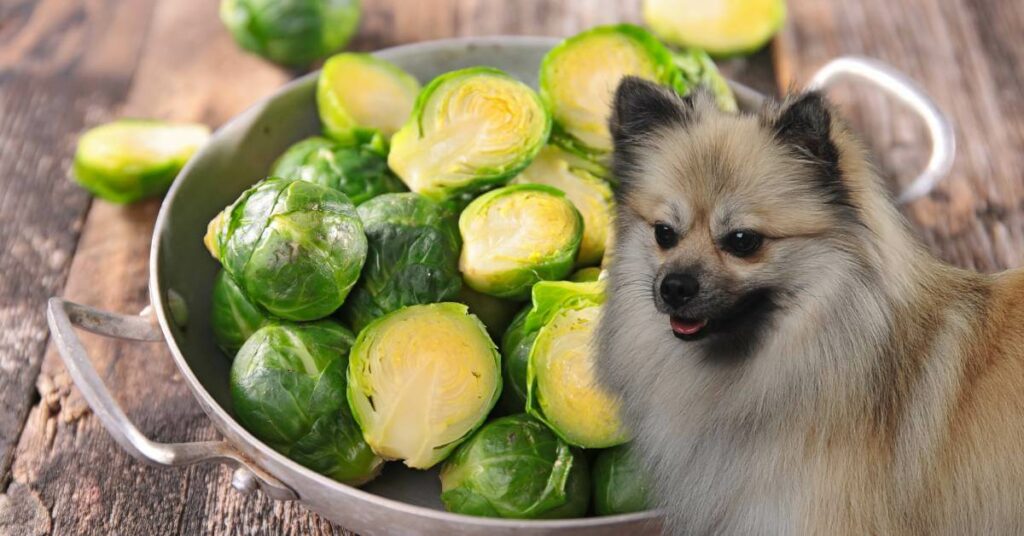 cooked Brussels sprouts and a dog