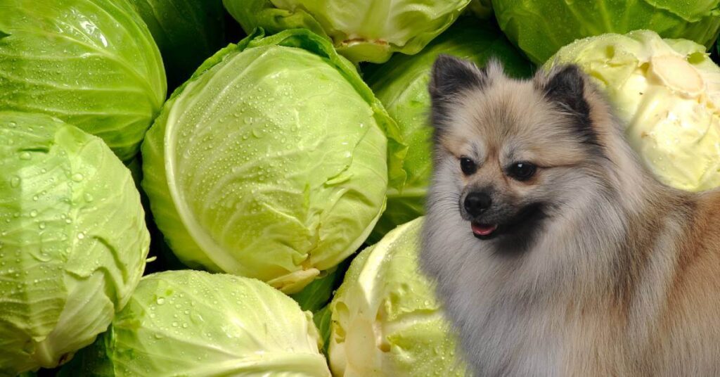 dog and green cabbage