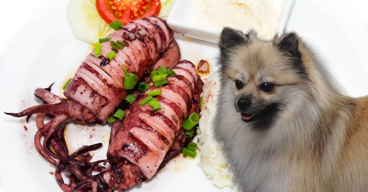 grilled squid or calamari on a plate and a dog