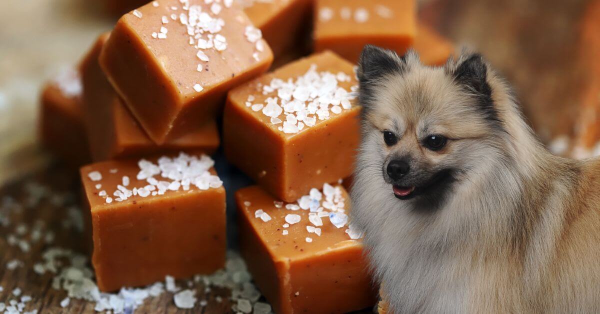 dog looking at salted caramel