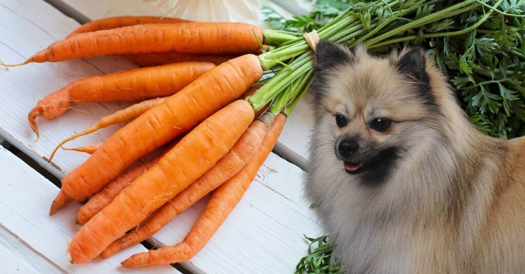 dog looking at whole carrots with tops