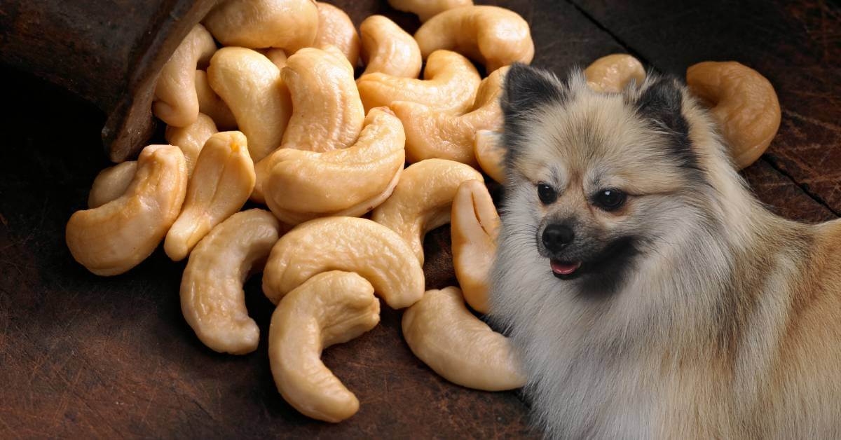 dog and cashews