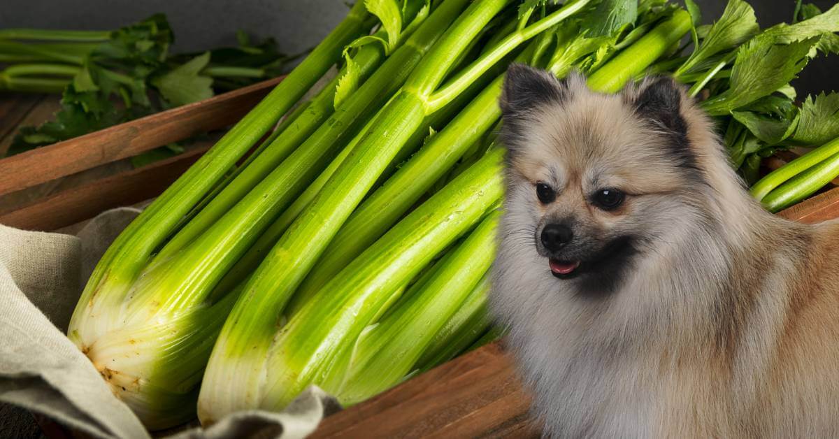 dog looking at raw celery sticks