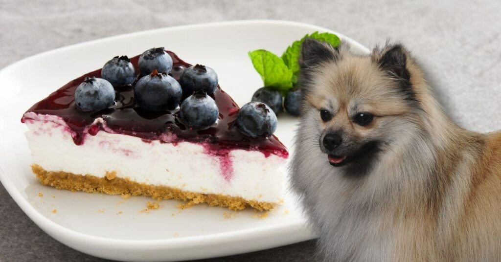 a piece of cheesecake and a dog