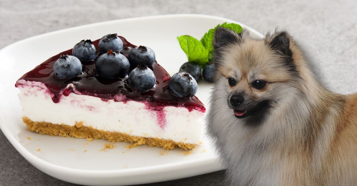 Can Dogs Eat Cheesecake No Harm but Could Be Dangerous