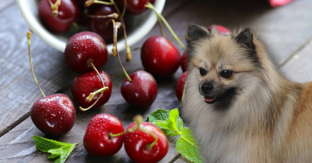 cherries in a bowl and on a table and a dog