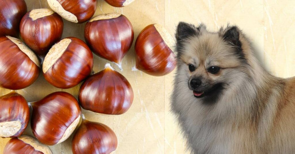 raw chestnuts and a dog