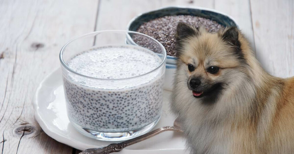 chia seeds and chia seed pudding and a dog