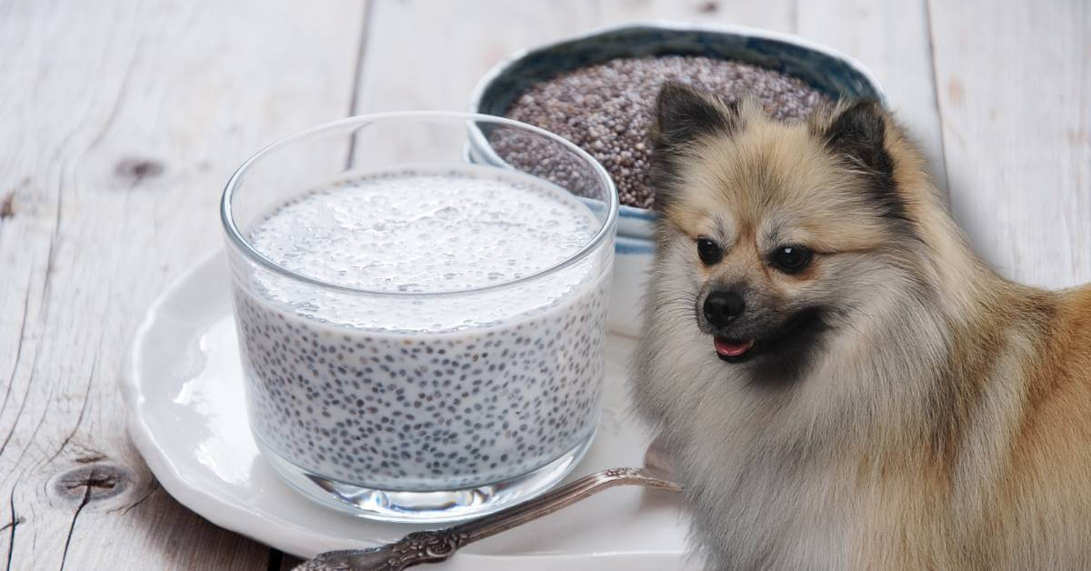 chia seeds and chia seed pudding and a dog