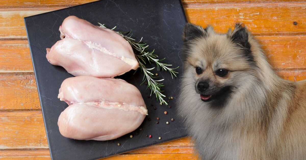 dog looking to eat two raw chicken breast on a black board with rosemary