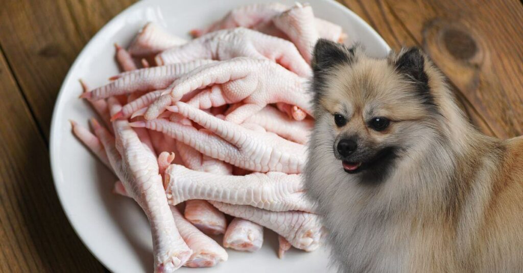 bowl of raw chicken feet and dog