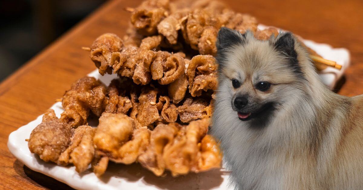 fried chicken skin on a plate and a dog