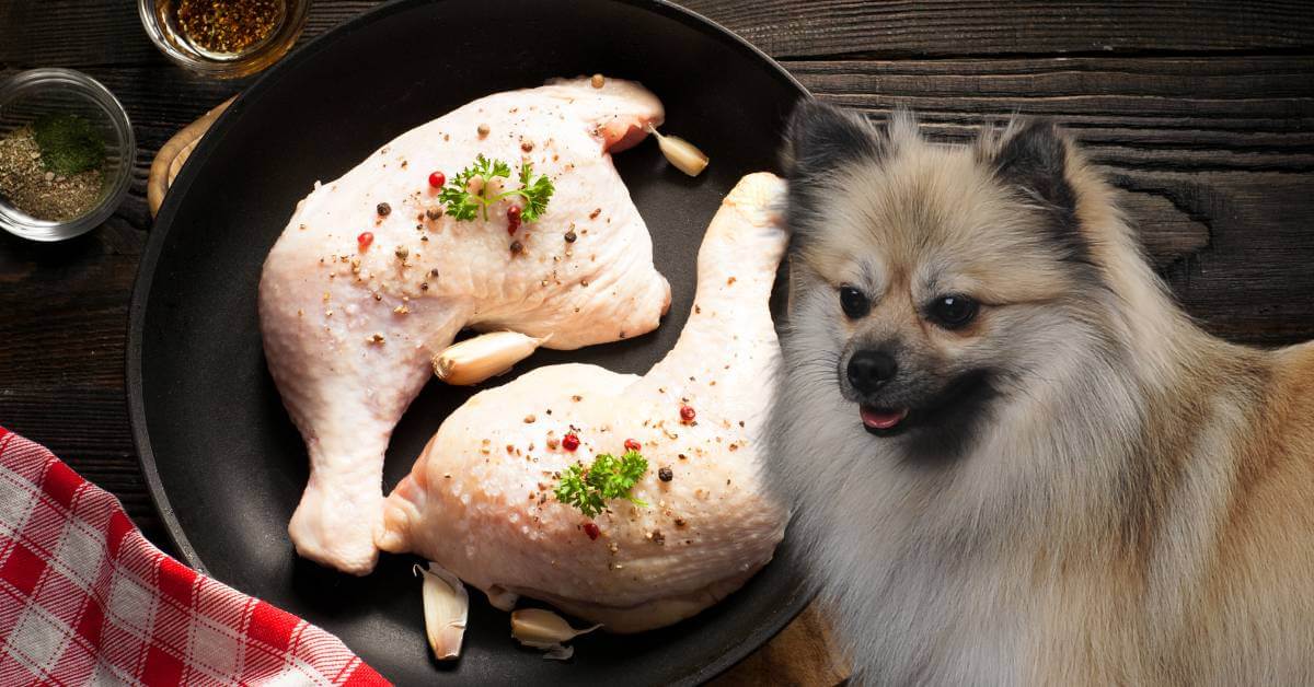 dog looking at two chicken thighs