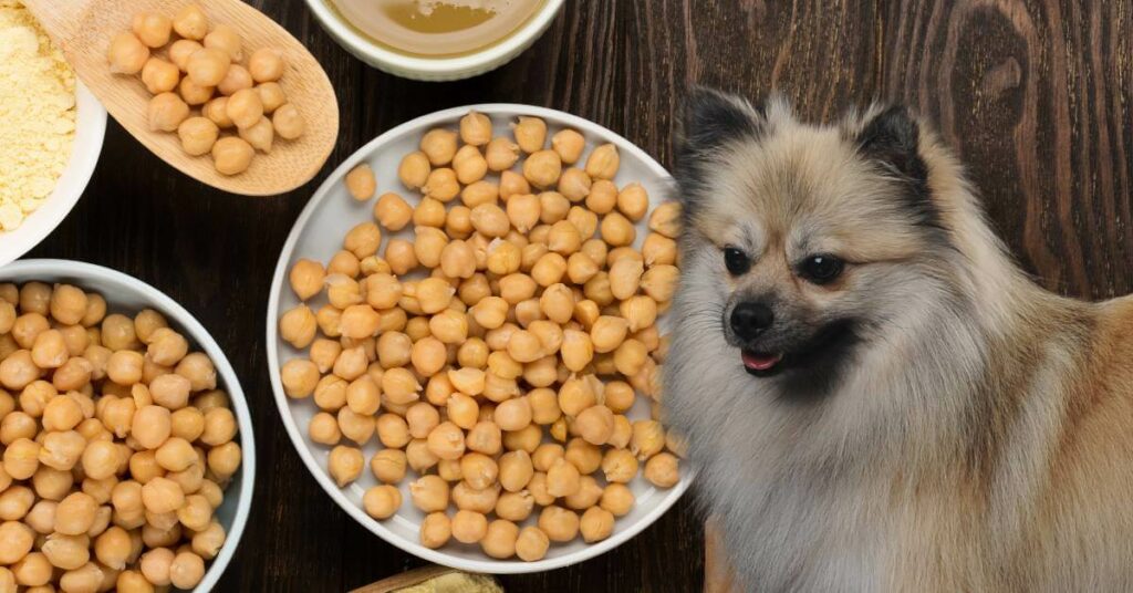 cooked chickpeas in a bowl, on a plate and a wooden spoon and a dog