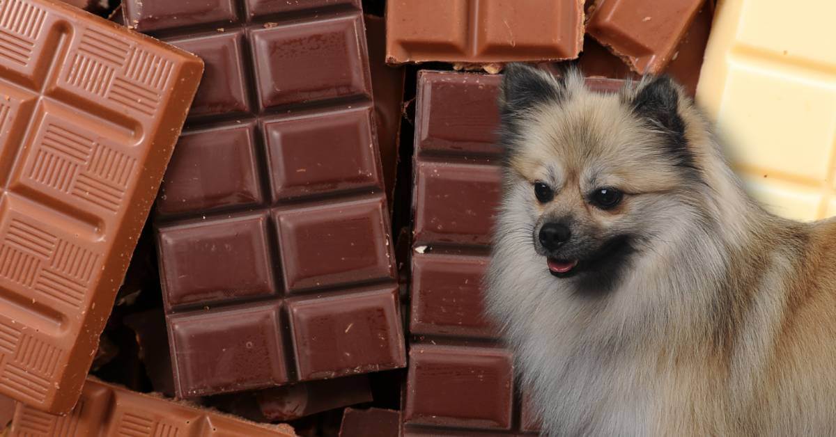 dark, milk and white chocolate and a dog