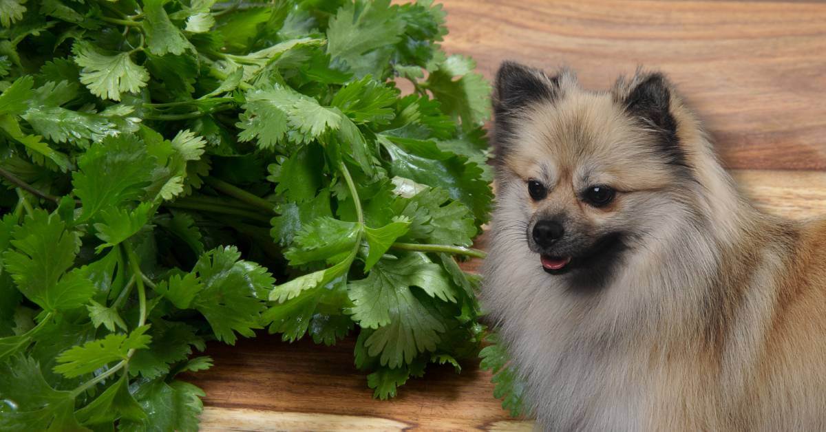 fresh cilantro and a dog