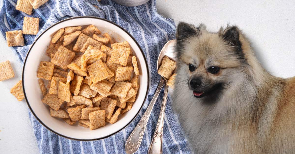 cinnamon toast crunch in a bowl with a dog