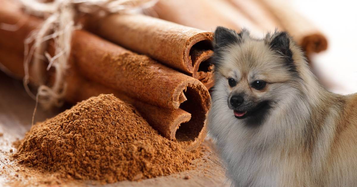 dog and cinnamon powder in a bowl and cinnamon sticks