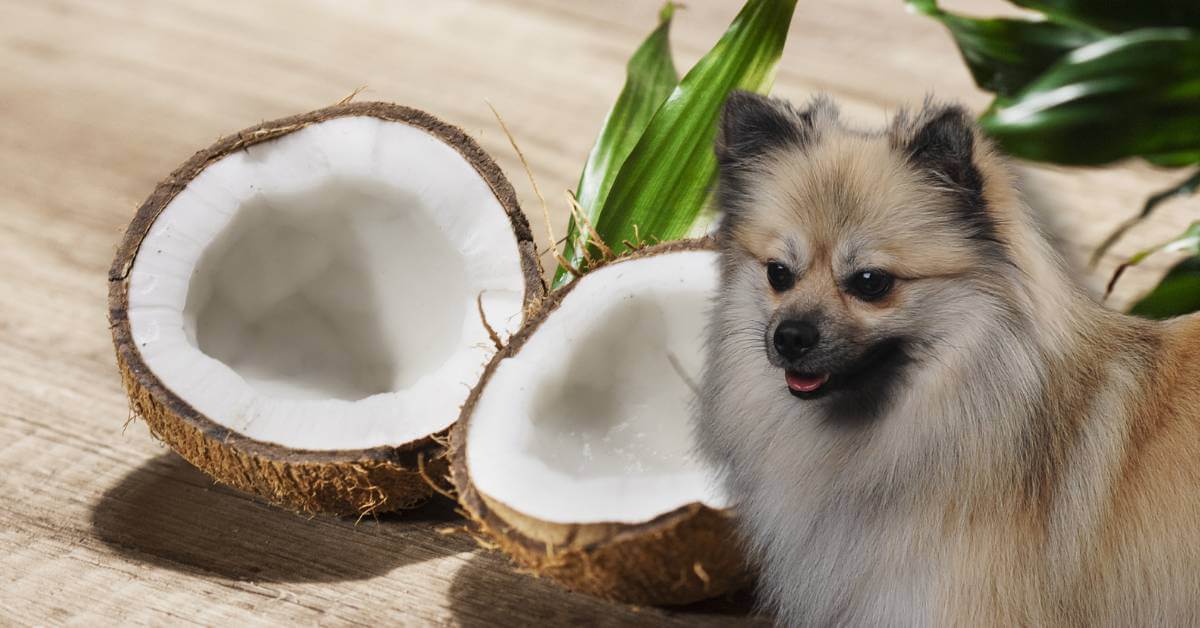 coconut halves and a dog