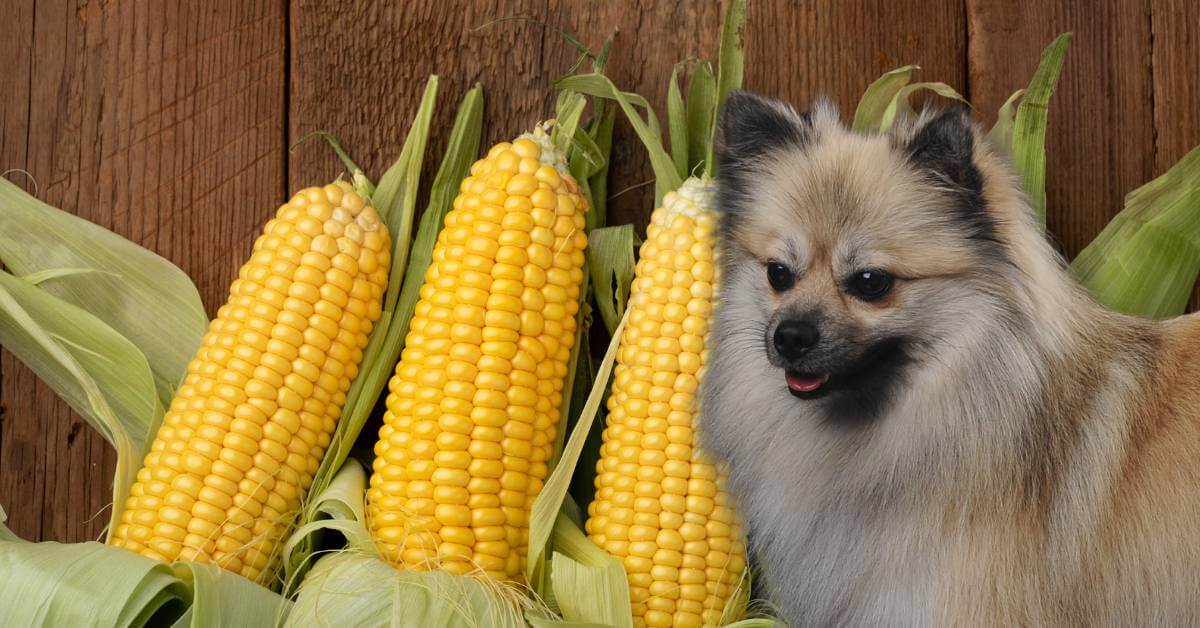 dog looking at three whole corn on the cob with corn husks