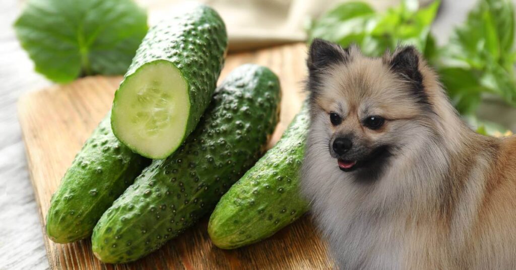 whole cucumbers and cut in half and a dog