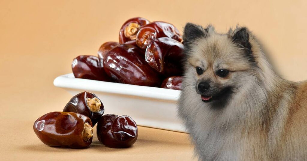 dried dates in a bowl and a dog