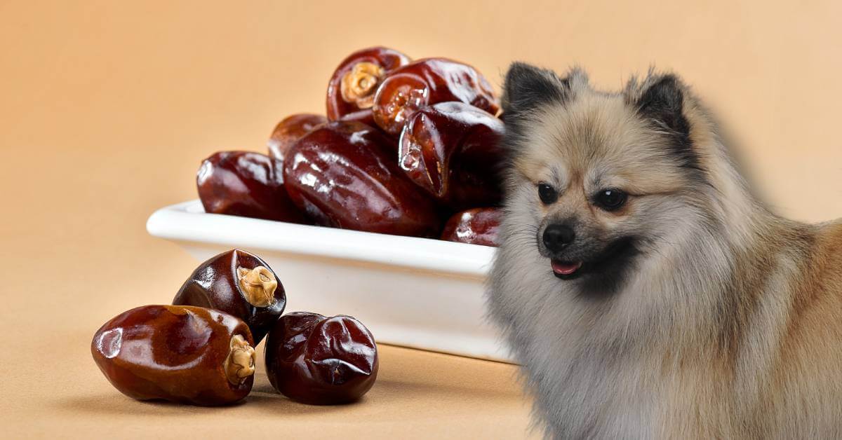 dried dates in a bowl and a dog