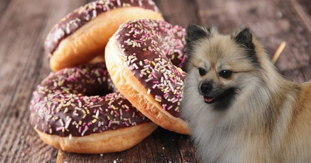 dog and chocolate donuts with sprinkles